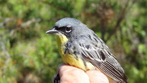 Kirtland’s Warbler Comeback is a… | Sand County Foundation