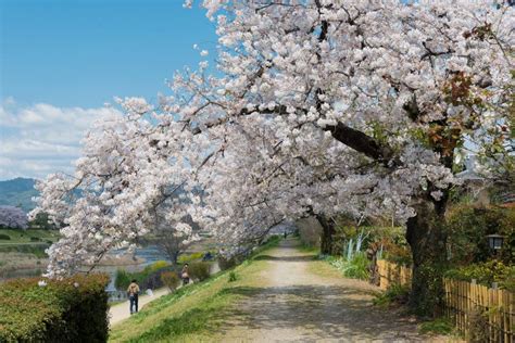 Cherry Blossoms on Riverbank of the Kamo River Kamo-gawa in Kyoto, Japan. the Riverbanks are ...