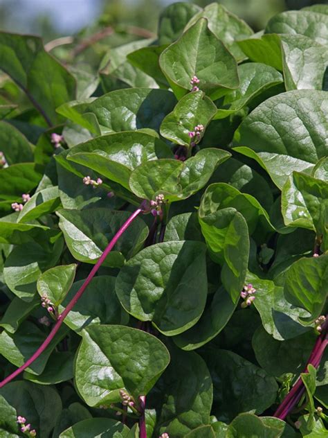 Malabar Spinach Plants - How To Grow Malabar Spinach