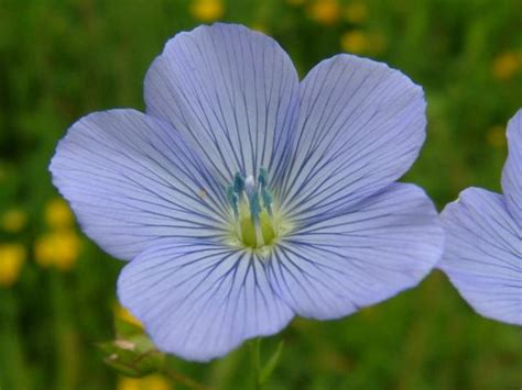 Linum usitatissimum - Flax (Linaceae Images)