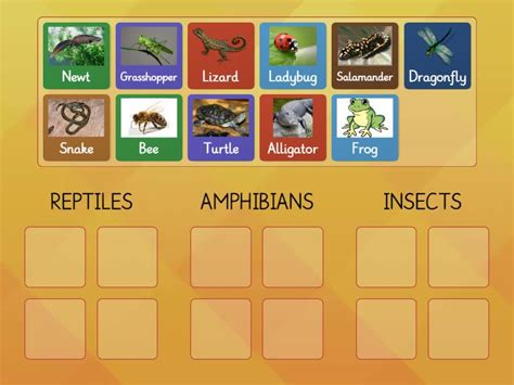 Reptiles, Amphibians, & Insects - Group sort