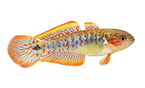 Peacock Gudgeon (Tateurndina ocellicauda): Ultimate Care Guide - Fish ...