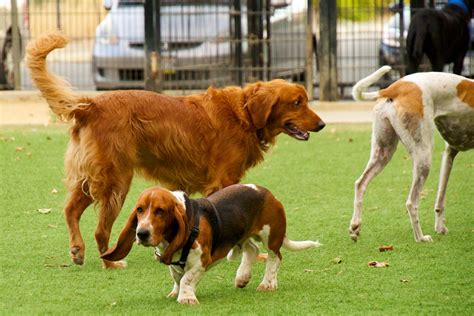 Dog Park Safety Tips