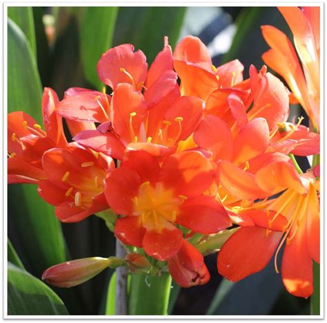 Clivia miniata 'Belgian Hybrid Orange' - Devil Mountain Wholesale Nursery