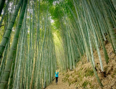 Fenrui Historic Trail: Hiking through incredible bamboo forests — Walk My World