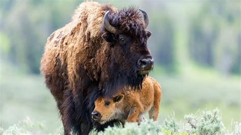 National Bison Month - American Humane - American Humane