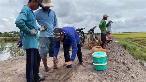 Độc Đáo Với Món CHUỘT TẠT DẦU • Đặc Sản Miền Tây | Bông Lúa Đồng Tháp | Đặc sản 3 miền Việt Nam ...