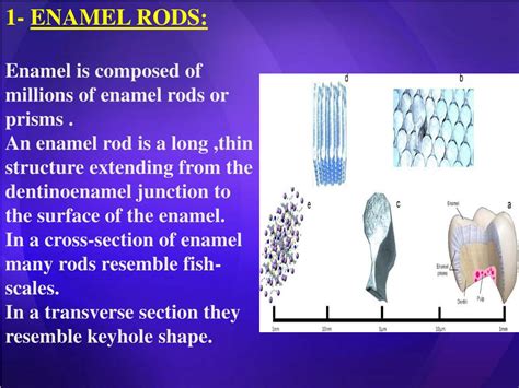 PPT - TOOTH ENAMEL PowerPoint Presentation, free download - ID:6725407