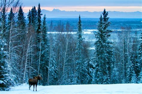 Hunting the Northern Lights in Fairbanks, Alaska - Matador Network