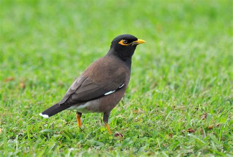 200 Birds: Introduced Birds of the Big Island, Hawaii: Song Birds