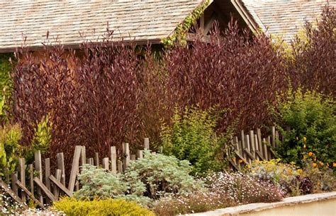 Purple Hopseed Bush, Dodonaea viscosa 'Purpurea', Monrovia Plant