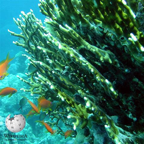 Fire coral - Moalboal Reef Species