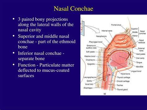 PPT - The Respiratory System PowerPoint Presentation, free download ...