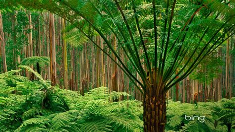 Bosque de eucalipto de los parques nacionales del distrito de Dandenong y papel pintado de ...