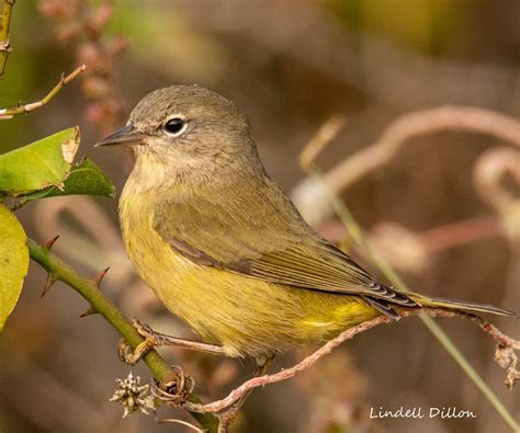 Orange-Crowned Warbler - Profile | Facts | Nest | Song | Range - Bird Baron