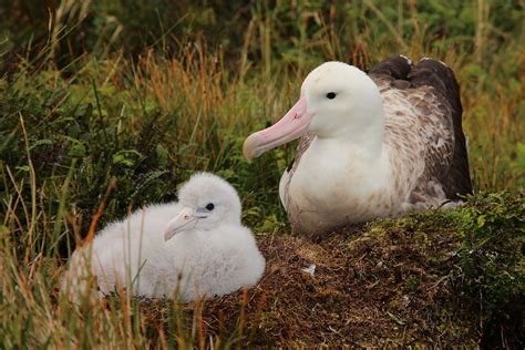 What would you say, to an albatross chick?