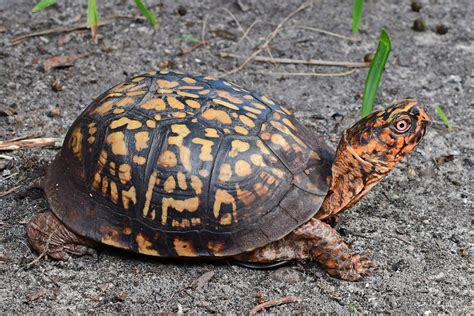 Turtles of South Carolina | South Carolina Partners in Amphibian and Reptile Conservation