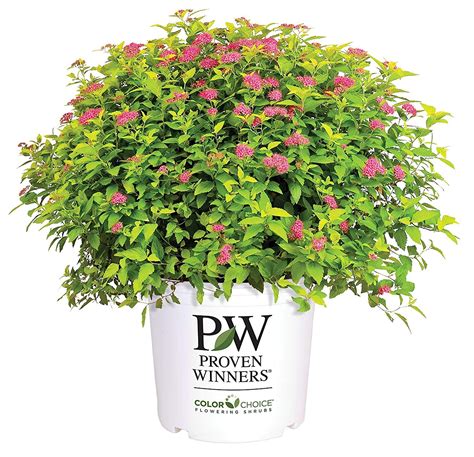 This is When to Prune Spirea - 5 Tips - Double Play Gold Spirea (1 Gallon) Spirea Shrub, Garden ...