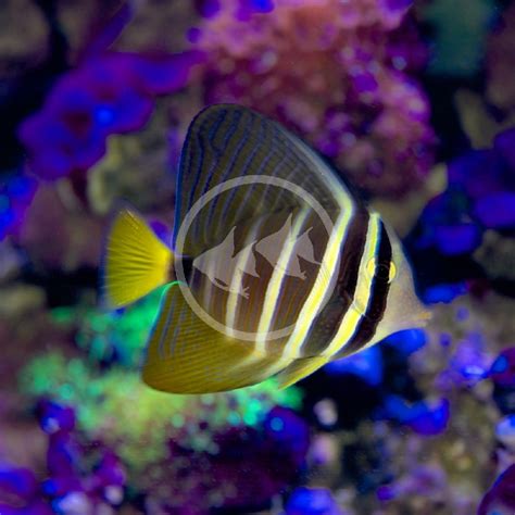 TANG - SAILFIN Zebrasoma veliferum - Aquatics Unlimited