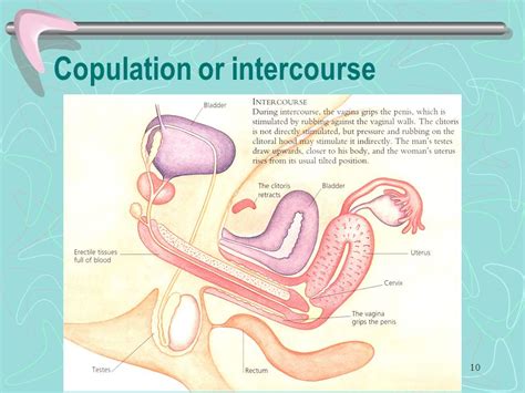 Copulation Process In Human