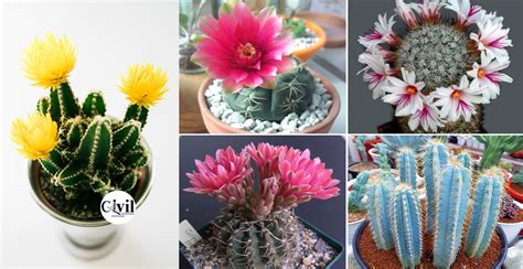 Top 35 Most Beautiful Cactus Flowers To Grow - Engineering Discoveries