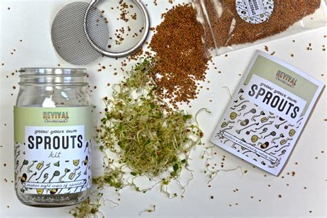 Sprouting Kit Grow Your Own Sprouts | Etsy