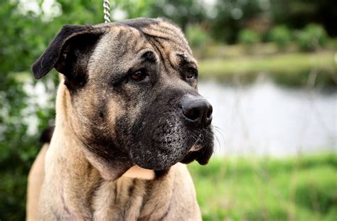 05/05/17-HOUSTON AREA - Cheeto is a Cane Corso Mastiff/Bullmastiff mix approx. 6 yrs old, 85 lbs ...