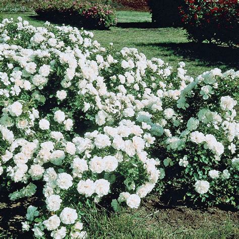 White Meidiland Groundcover Rose | Breck's