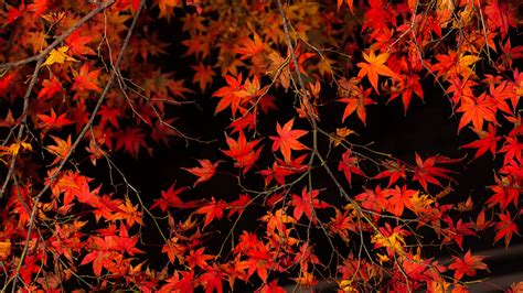 Tree Branch Leaves Maple Tree Autumn Dark Background 4K HD Nature ...