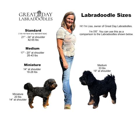 Labradoodle Size Guide | Learn the differences — Great Day Labradoodles