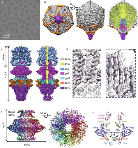 Structure of the mature T7 phage. (A) Cryo-EM image of mature phage T7.... | Download Scientific ...