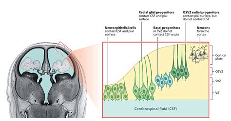 Development of the Human Cerebral Cortex | HHMI.org