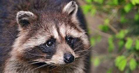 Brain Cancer-Causing Virus Strikes West Coast Raccoons | WIRED