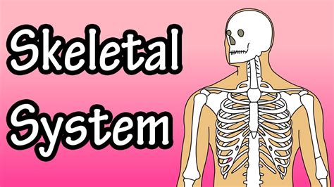 The Skeletal System - Skeletal System Functions - Skeletal System Basics - YouTube