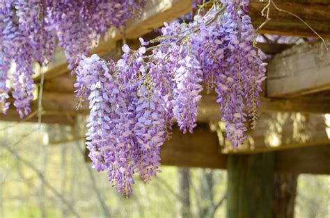 How To Choose The Right Wisteria