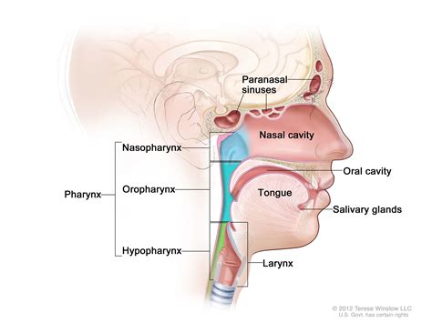 Head and Neck Cancer—Patient Version - NCI