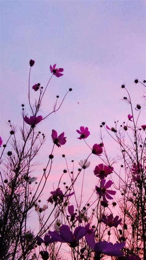 Download Wildflower Image As An Aesthetic Purple Flower Wallpaper | Wallpapers.com