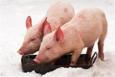 Two Little Pigs Eating Food. Stock Photo - Image of piglet, grey: 42694028