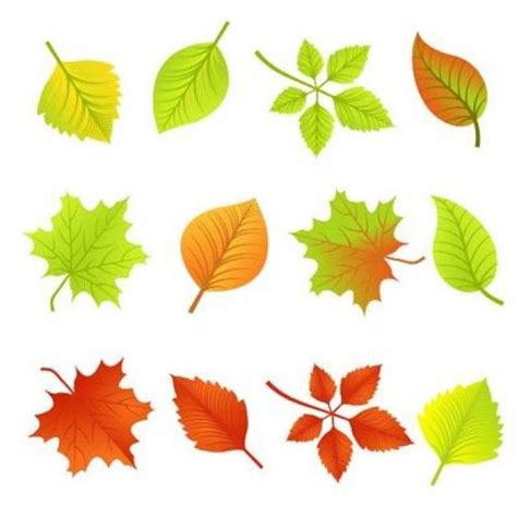 Autumn leaves in brown and green Free Vector Vector Graphics, Vector Free, Photoshop World ...