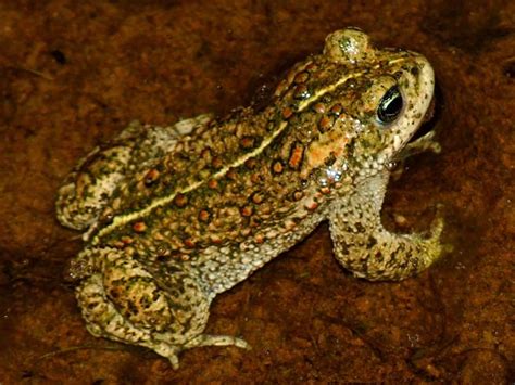 BBC - Nature UK: The natterjack toad: a climate change winner?