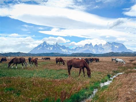 Torres Del Paine Guides: 8 Perks of Using a Guide in the Park