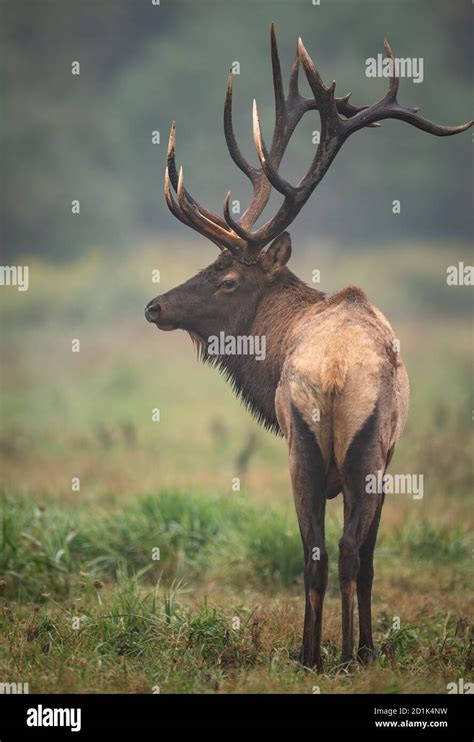 Bull Elk in Autumn Stock Photo - Alamy