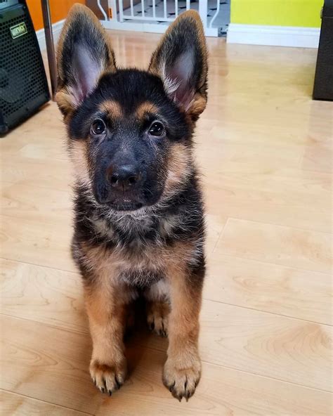 GERMAN SHEPHERD PUPPIES FOR SALE - German Shepherd Puppies For Sale Near Me