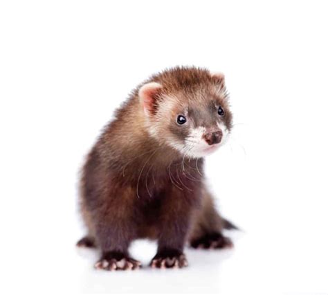 190+ Cutest, Funniest and Coolest Ferret Names [2021] – thepetsavvy.com