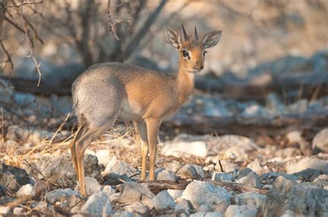 What is a Dik-Dik? Fun Facts About the Cutest African Antelope