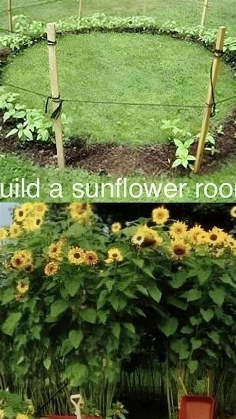 Sunflower Room | Garden planning, Garden projects, Vegetable garden design