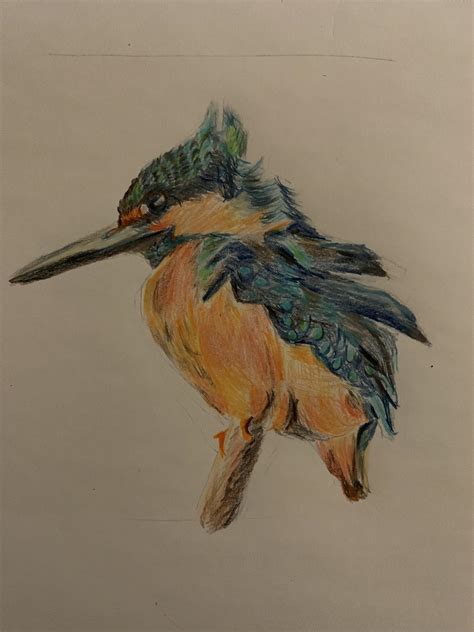 colored pencil of King Fisher bird, by me, 2023 : r/learnart