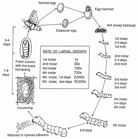 Silkworm - Life Cycle