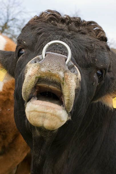 Cow Nose Ring Stock Photos, Pictures & Royalty-Free Images - iStock