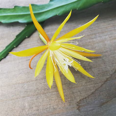 Epiphyllum Golden Orchid Cactus Cutting x1 | Etsy